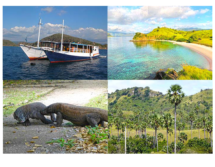 Komodo Warane Entdeckung